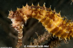 Can we call him "King Sea Horse" because of carrying a cr... by Mehmet Salih Bilal 